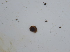 Helicopsyche borealis