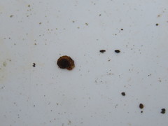 Helicopsyche borealis