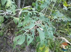 Montanoa bipinnatifida