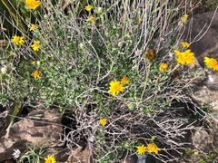 Calanticaria greggii