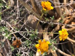 Calanticaria greggii