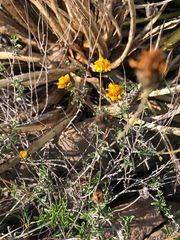 Calanticaria greggii