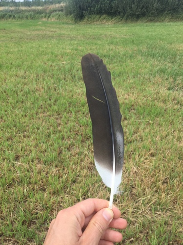 Plume de Cigogne blanche