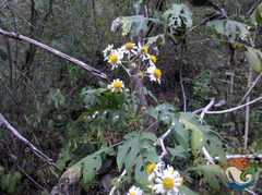 Montanoa bipinnatifida