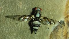 Myennis octopunctata