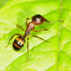 Camponotus subbarbatus