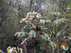 Montanoa bipinnatifida