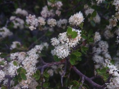 Ceanothus buxifolius