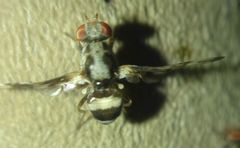Myennis octopunctata