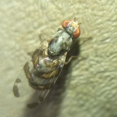 Myennis octopunctata