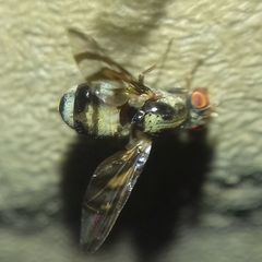 Myennis octopunctata