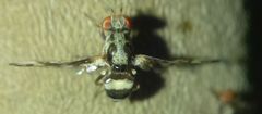 Myennis octopunctata