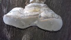 Myennis octopunctata
