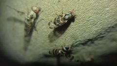 Myennis octopunctata