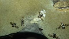 Myennis octopunctata