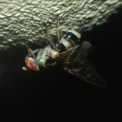 Myennis octopunctata