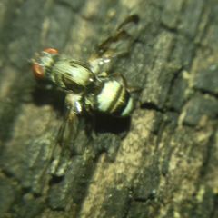 Myennis octopunctata