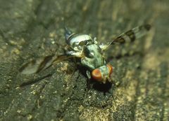 Myennis octopunctata