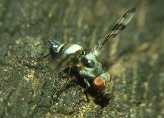 Myennis octopunctata