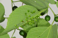 Celticecis spiniformis