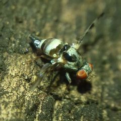 Myennis octopunctata