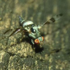 Myennis octopunctata