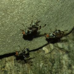 Myennis octopunctata