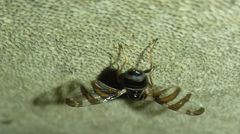 Myennis octopunctata