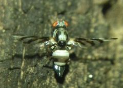 Myennis octopunctata