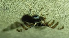 Myennis octopunctata