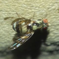 Myennis octopunctata