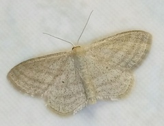 Scopula virgulata