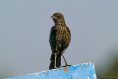 Myrmecocichla aethiops