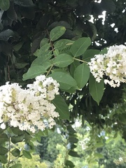 Lagerstroemia subcostata