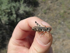 Melanoplus infantilis