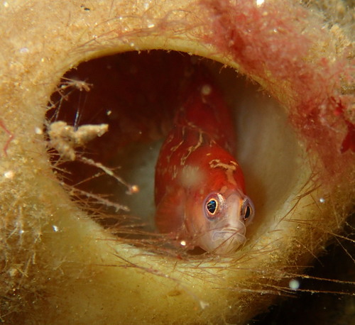 Longfin gunnel (Pholis clemensi) — Pholidae — 2