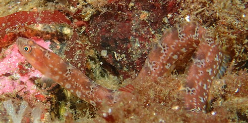 Longfin gunnel (Pholis clemensi) — Pholidae — 4