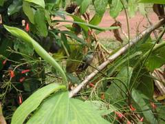 Campylopterus largipennis