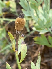 Romneya coulteri
