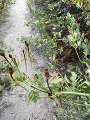 Romneya coulteri