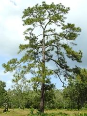 Pinus caribaea