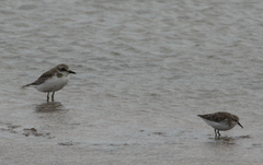 Charadrius leschenaultii