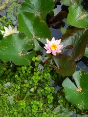 Nymphaea × marliacea