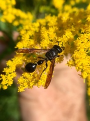 Zethus spinipes spinipes