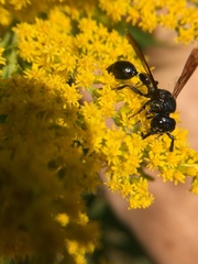 Zethus spinipes spinipes