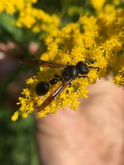 Zethus spinipes spinipes