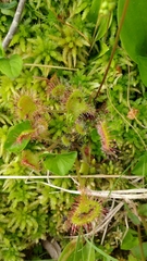 Drosera rotundifolia image
