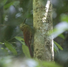 Dendrocolaptes certhia