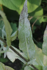 Podosphaera dipsacacearum