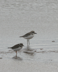 Charadrius leschenaultii